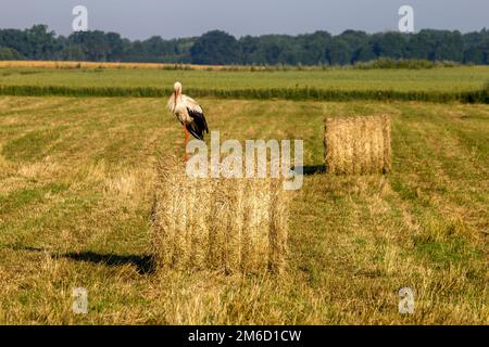 Cigogne blanche sur balle de foin en Lettonie. Banque D'Images