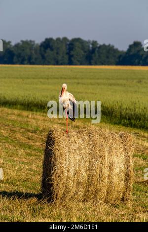 Cigogne blanche sur balle de foin en Lettonie. Banque D'Images