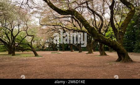 Floraison de cerisiers en fin de saison. Cerisiers qui perdent leurs pétales et de nouvelles feuilles vertes sortent. Tokyo, Japon. Banque D'Images