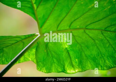 La macro-photographie, qui capture des images en gros plan dans la nature de petits sujets tels que des insectes, des fleurs et d'autres petits animaux sauvages dans leur habitat naturel Banque D'Images