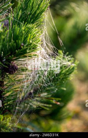 Toile d'araignée sur la branche du pin. Banque D'Images