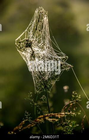 La rosée tombe sur la toile d'araignée en forêt. Banque D'Images