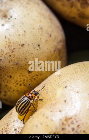 Une image en gros plan du coléoptère rayé de la pomme de terre du Colorado qui rampe sur les pommes de terre et les feuilles vertes et les mange. Banque D'Images