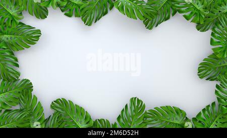 3D rendu réaliste de feuilles de Monstera sur fond blanc pour publicité cosmétique ou illustration de la mode. Cadre tropical banane exotique Banque D'Images