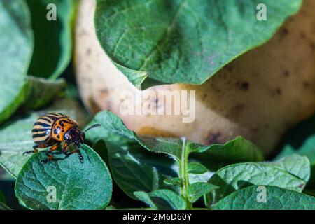 Une image en gros plan du coléoptère rayé de la pomme de terre du Colorado qui rampe sur les pommes de terre et les feuilles vertes et les mange. Banque D'Images