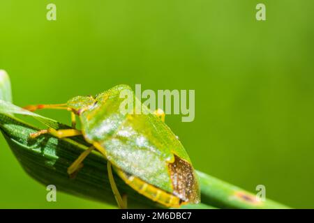 Insecte vert rampant sur la feuille Banque D'Images
