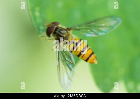 Survoler l'œil comme une abeille sur la feuille Banque D'Images