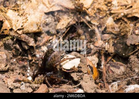Araignée grasse laid sur le sol de la forêt Banque D'Images