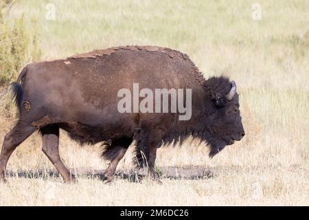 Wild American Bison, également appelé Buffalo, dans un programme de conservation sur l'île Antelope, Utah, États-Unis. Banque D'Images