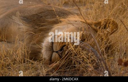 Laissez les lions dormir mentir - lion africain dormant dans l'herbe sur la savane Banque D'Images