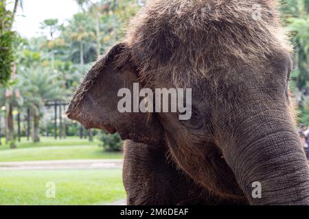 Gros plan sur des portraits de la tête d'un éléphant d'Asie Banque D'Images