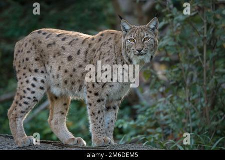 Le lynx Eurasien debout dans la forêt - isolé Banque D'Images