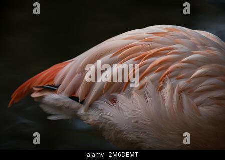 Gros plan du corps de flamants roses de couleur Banque D'Images