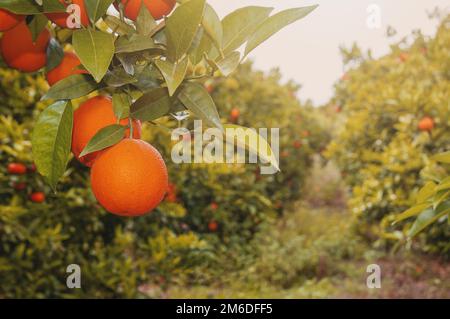 Oranges fraîches mûres sur l'arbre Banque D'Images