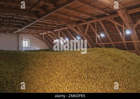 Houblon stocké après la récolte dans un magasin traditionnel Banque D'Images