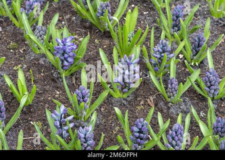 Des fleurs colorées fleurissent dans un parc. Ressort Banque D'Images