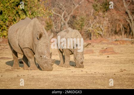 Deux rhinocéros blancs broutant dans la brousse. Banque D'Images