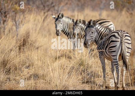 Zèbres debout dans l'herbe haute. Banque D'Images