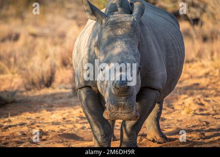 Corned White rhinocéros avec la caméra. Banque D'Images