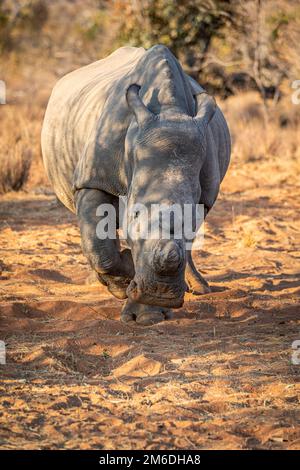 Corned White rhinocéros avec la caméra. Banque D'Images