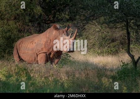 Rhinocéros blanc en Afrique du Sud, inscrite au coucher du soleil Banque D'Images