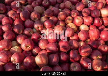Pommes rouges fraîches après la récolte Banque D'Images