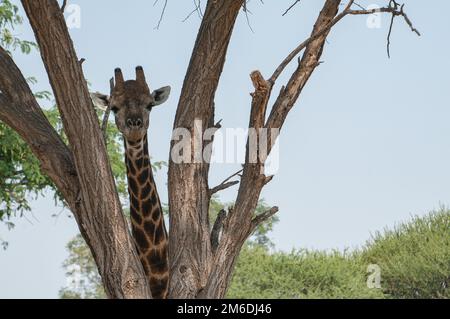 Girafe camouflée derrière les arbres en Afrique du Sud Banque D'Images