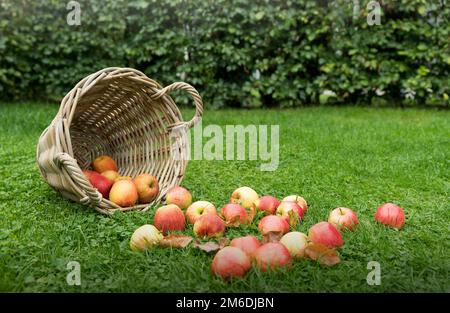 Pommes sur herbe verte avec panier Banque D'Images