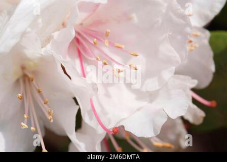 Gros plan sur le rhododendron blanc à fleurs Banque D'Images