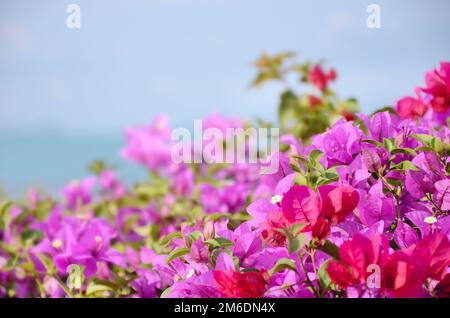 Gros plan bougainvillea en Thaïlande Banque D'Images