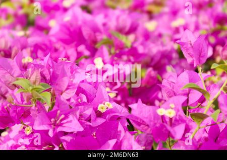 Gros plan bougainvillea en Thaïlande Banque D'Images