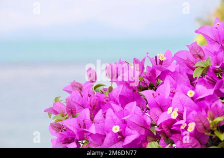 Gros plan bougainvillea en Thaïlande Banque D'Images