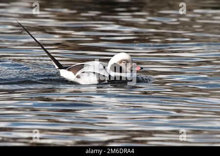 Canard à longue queue flottant sur l'eau le jour d'hiver Banque D'Images