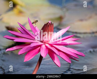Une zone humide tropicale saine avec un nénuphar rose vif au premier plan qui encadre un pollen planant transportant des abeilles à Cairns, Queensland, en Australie. Banque D'Images