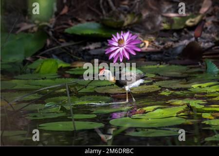 Une belle fleur de lilly et de la crêpe de jacana, marche sur les coussins de nénuphars chasse pour les insectes dans les marécages de Cattana, Queensland, Australie. Banque D'Images