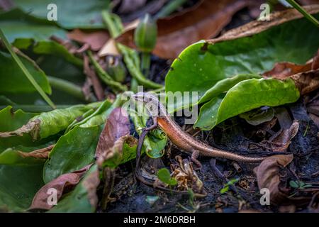 Chasse aux proies, un scinque arc-en-ciel à la façade noire s'arrête momentanément sur des nénuphars au bord d'un étang dans les terres humides de Cattana à Cairns, en Australie. Banque D'Images