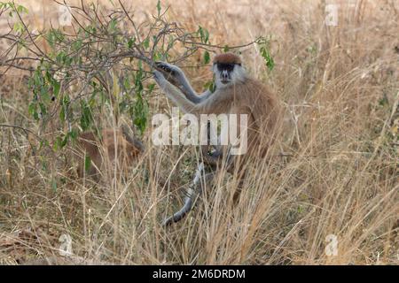 Singe Patras ou singe hussar qui est assis sur une brousse dans la savane Banque D'Images