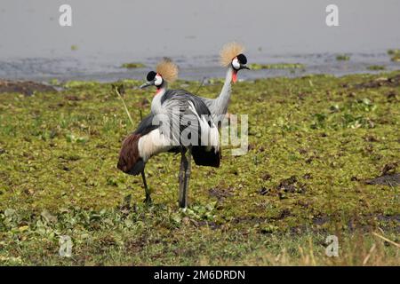 Paire de grues couronnées debout sur la rive marécageuse du lac Banque D'Images