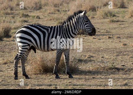 Zèbres de plaines mâles debout dans la savane Banque D'Images