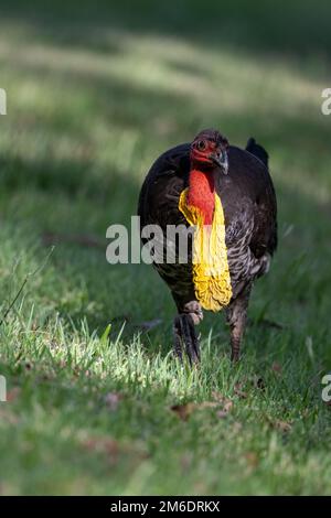 Un Brushturkey australien coloré et masculin forgeant le long d'un champ herbacé ouvert à la recherche d'un petit-déjeuner à Macintosh Park, Surfers Paradise en Australie. Banque D'Images