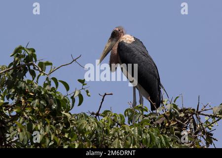 Cigogne de marabout au-dessus d'un arbre Banque D'Images