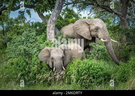 Les éléphants dans le Parc National Kruger, Afrique du Sud. Banque D'Images