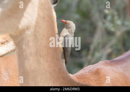 Oxpecker à bec rouge assis sur le cou d'un impala dans la savane Banque D'Images