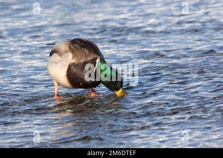 Mallard mâle qui se nourrit de l'océan à marée basse Banque D'Images