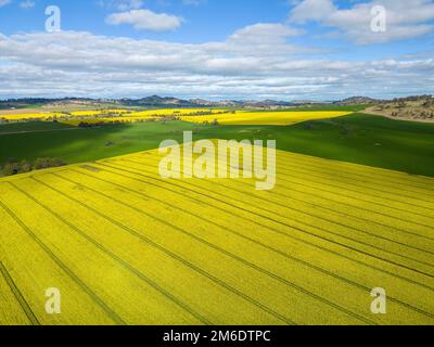 Champs de canola et collines vallonnées paysage rural en Nouvelle-Galles du Sud, Australie. Des millions de petites fleurs jaunes créent un tapis jaune visible Banque D'Images