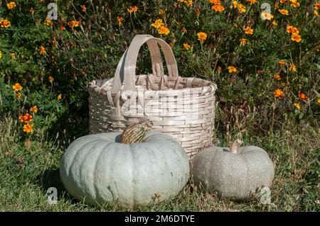 Panier rustique en osier et citrouille grise bleue sur fond de jardin fleuri en herbe verte Banque D'Images