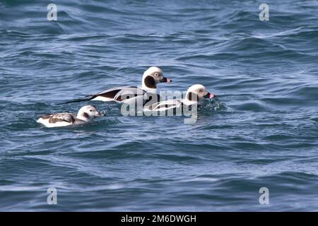 Deux canards mâles et femelles à queue longue flottant le long de la rive d'une journée d'hiver Banque D'Images