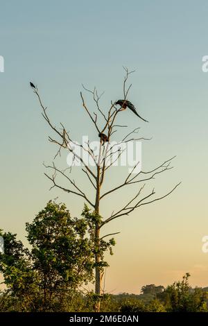 Peakcok dans le Parc National de Udawalawe sur Sri Lanka. Banque D'Images