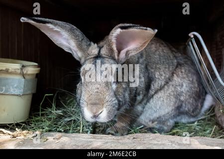 Lapin domestique dans une cage en bois. Animaux en pleine croissance dans le jardin. Banque D'Images