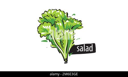 Salade tirée isolée sur fond blanc. Illustration de Vecteur